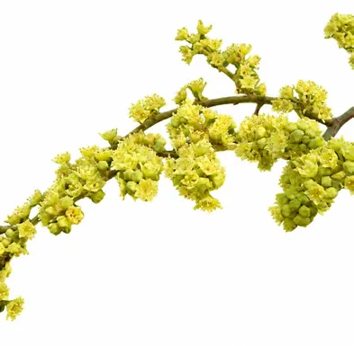 Ventilago madraspatana flower