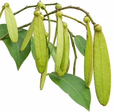 Ventilago madraspatana fruit / seeds
