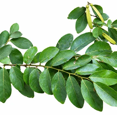 Ventilago madraspatana leaves