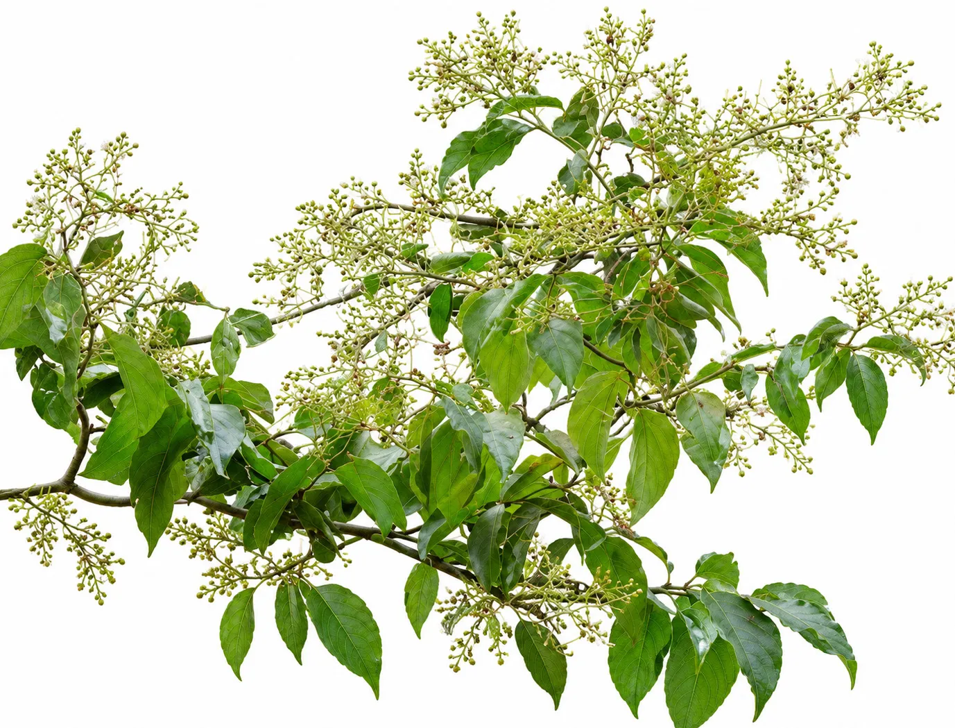 Red Creeper