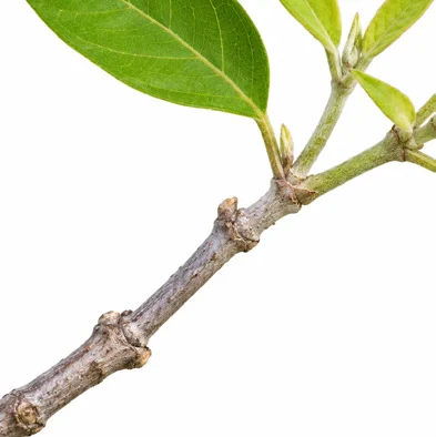 Vitex trifolia bark