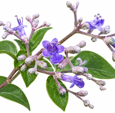 Vitex trifolia flower