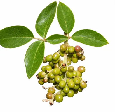 Vitex trifolia fruit / seeds
