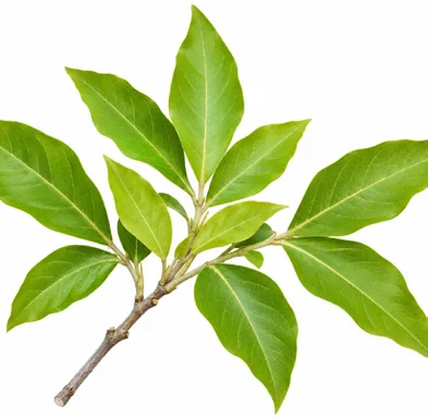 Vitex trifolia leaves