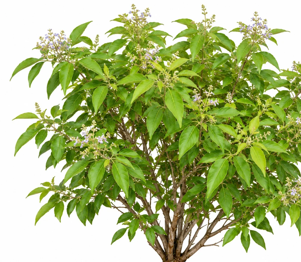 Three-Leaved Chaste Tree