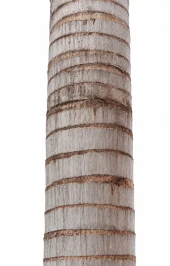 Wodyetia bifurcata bark