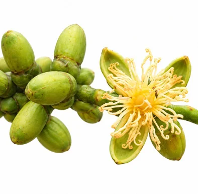 Wodyetia bifurcata flower