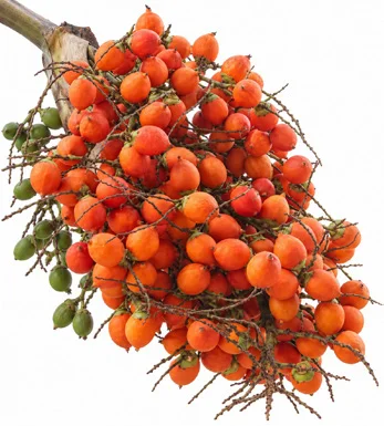 Wodyetia bifurcata fruit / seeds