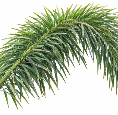 Wodyetia bifurcata leaves
