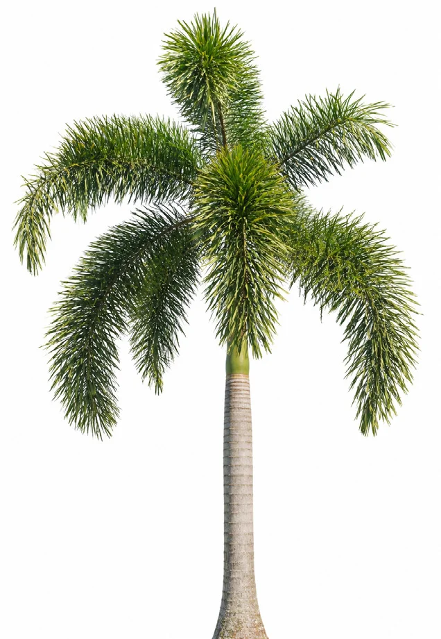 Foxtail Palm