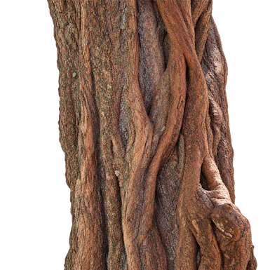 Xantolis tomentosa bark