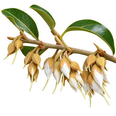 Xantolis tomentosa flower