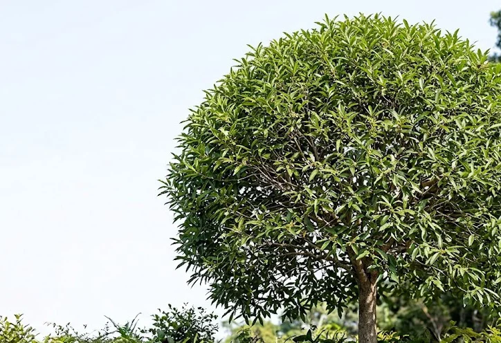 Indian Bully Tree