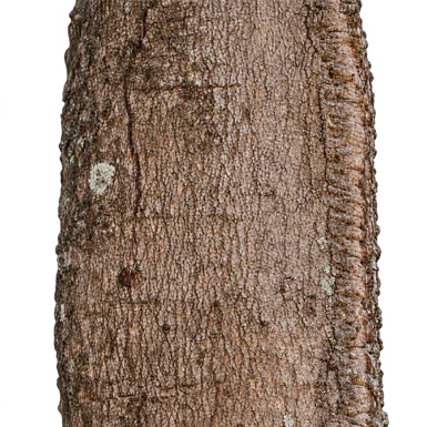 Xylosma longifolia bark