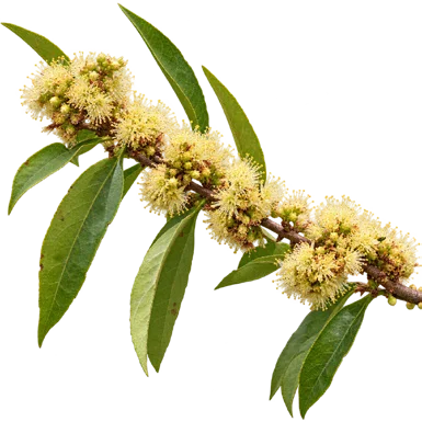 Xylosma longifolia flower