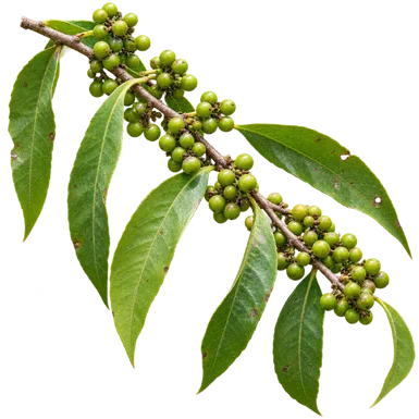 Xylosma longifolia fruit / seeds