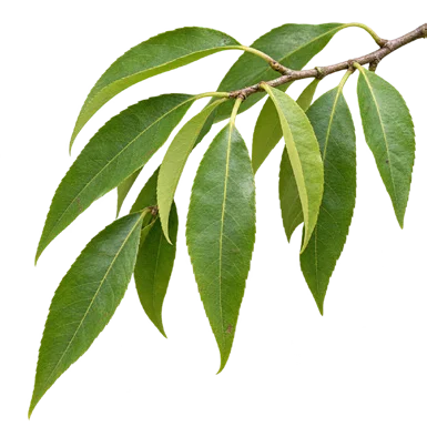 Xylosma longifolia leaves