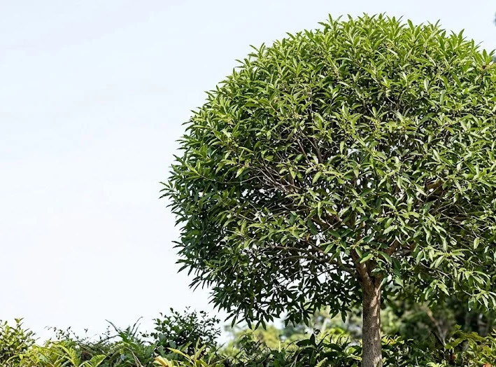 Longleaf Logwood