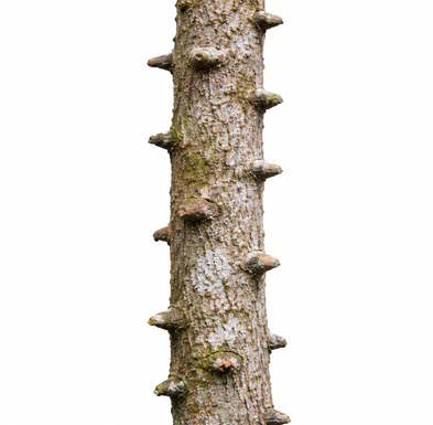 Zanthoxylum asiaticum bark