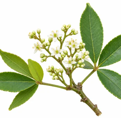 Zanthoxylum asiaticum flower