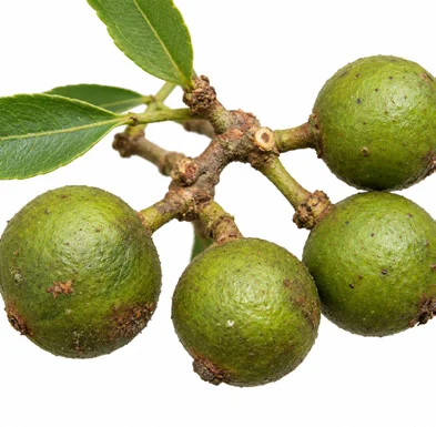 Zanthoxylum asiaticum fruit / seeds