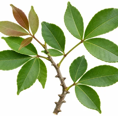 Zanthoxylum asiaticum leaves